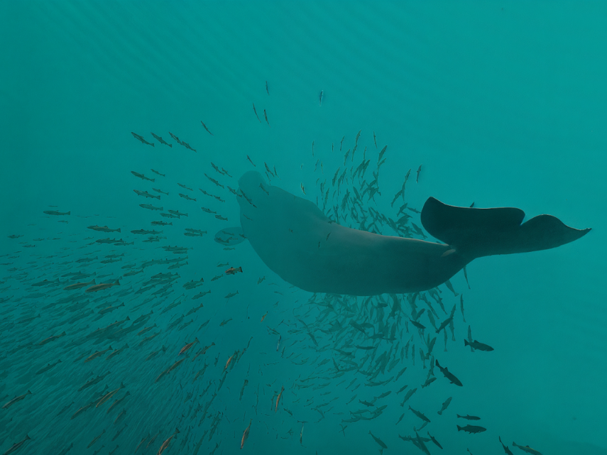 Sous l'océan, un béluga et un banc de poissons nagent.